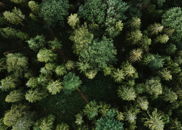 Luchtfoto duurzaam groen bos symboliseert organische groei door SEO en content marketing strategie